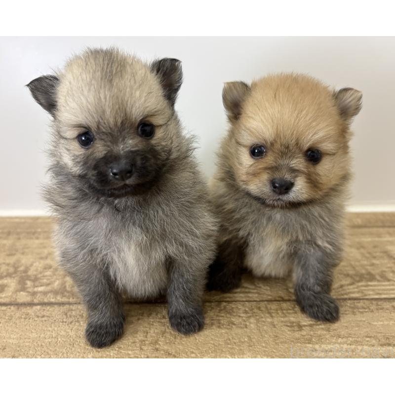 成約済の千葉県のポメラニアン-416623の17枚目