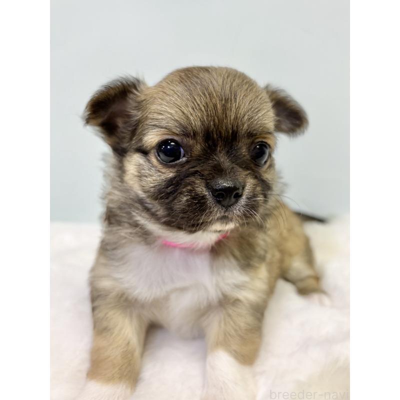 成約済の千葉県のチワワ(ロングコート)-416488の7枚目