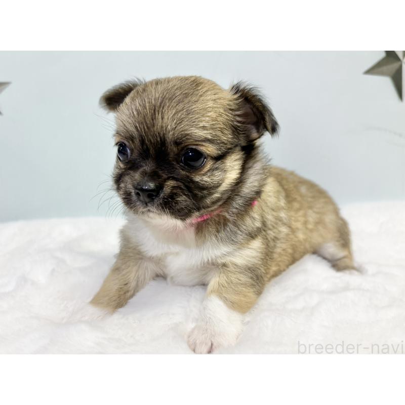 成約済の千葉県のチワワ(ロングコート)-416488の6枚目