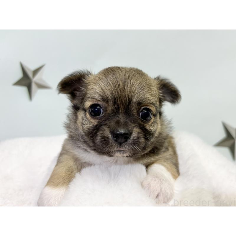 成約済の千葉県のチワワ(ロングコート)-416488の5枚目