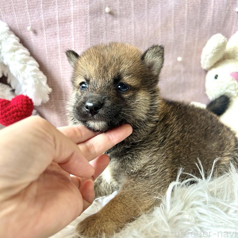 販売中の栃木県の柴犬-418257の12枚目
