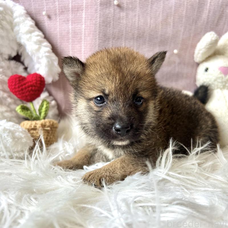 販売中の栃木県の柴犬-418257の11枚目