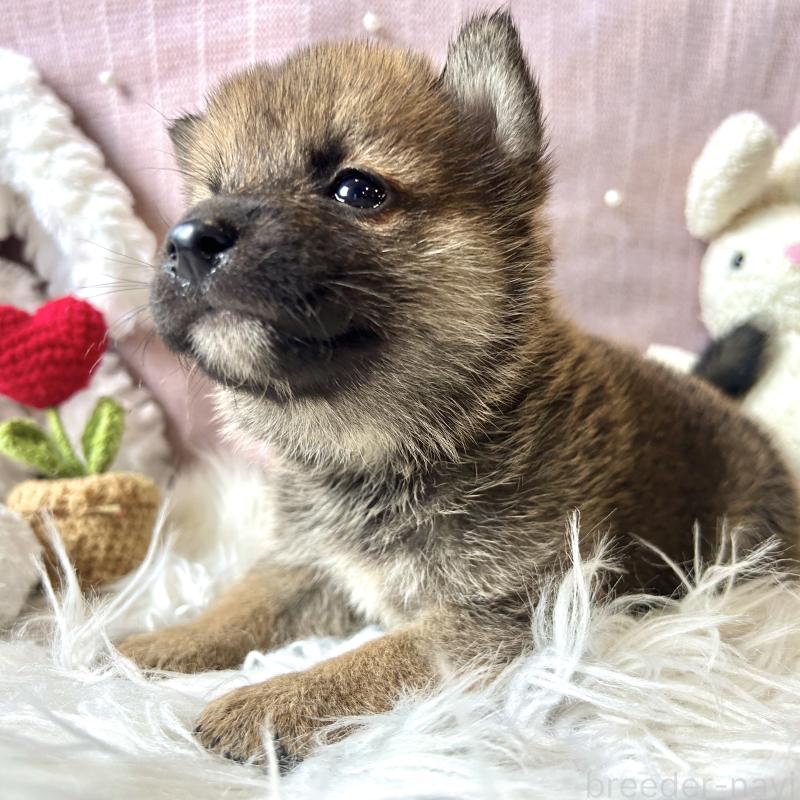 販売中の栃木県の柴犬-418257の10枚目