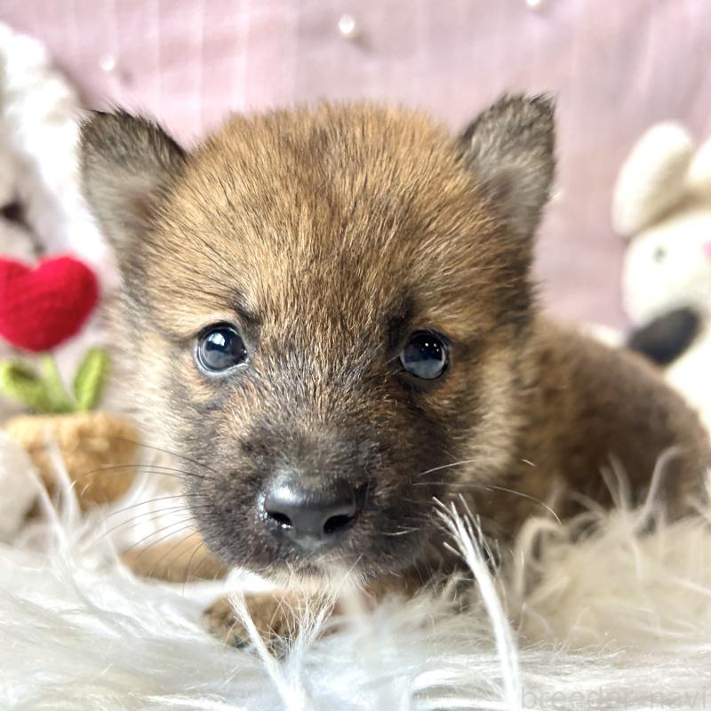 販売中の栃木県の柴犬-418257の9枚目