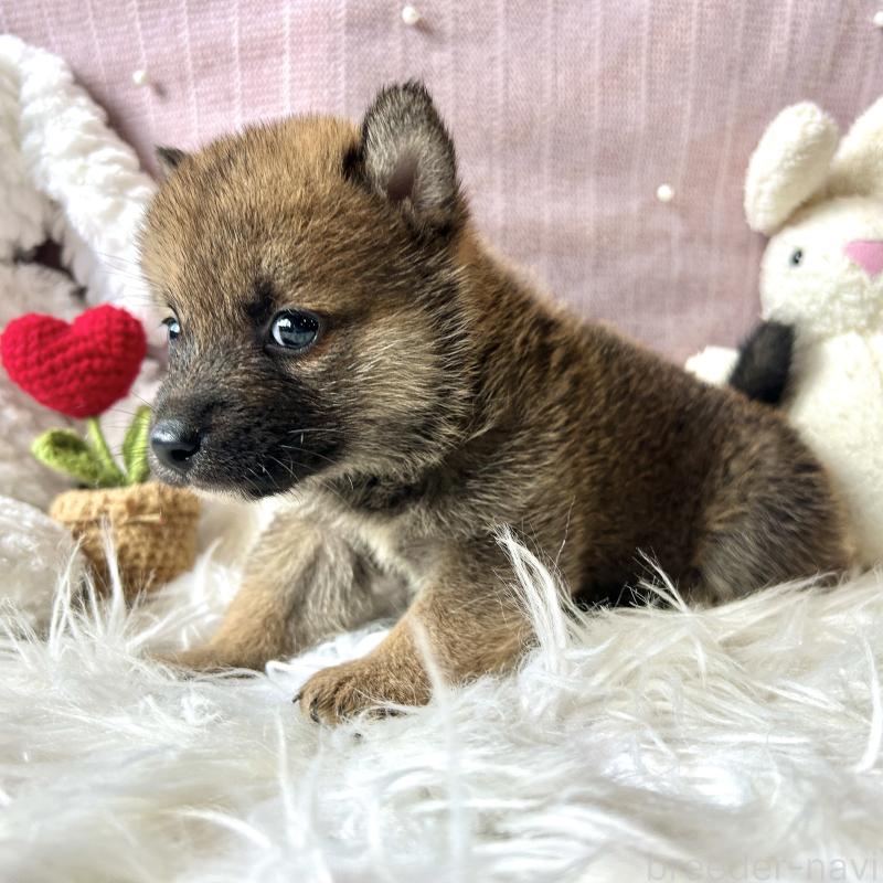 販売中の栃木県の柴犬-418257の8枚目