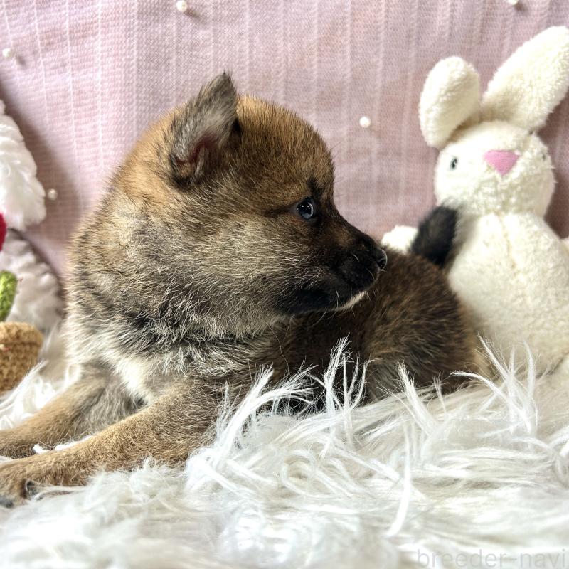 販売中の栃木県の柴犬-418257の7枚目