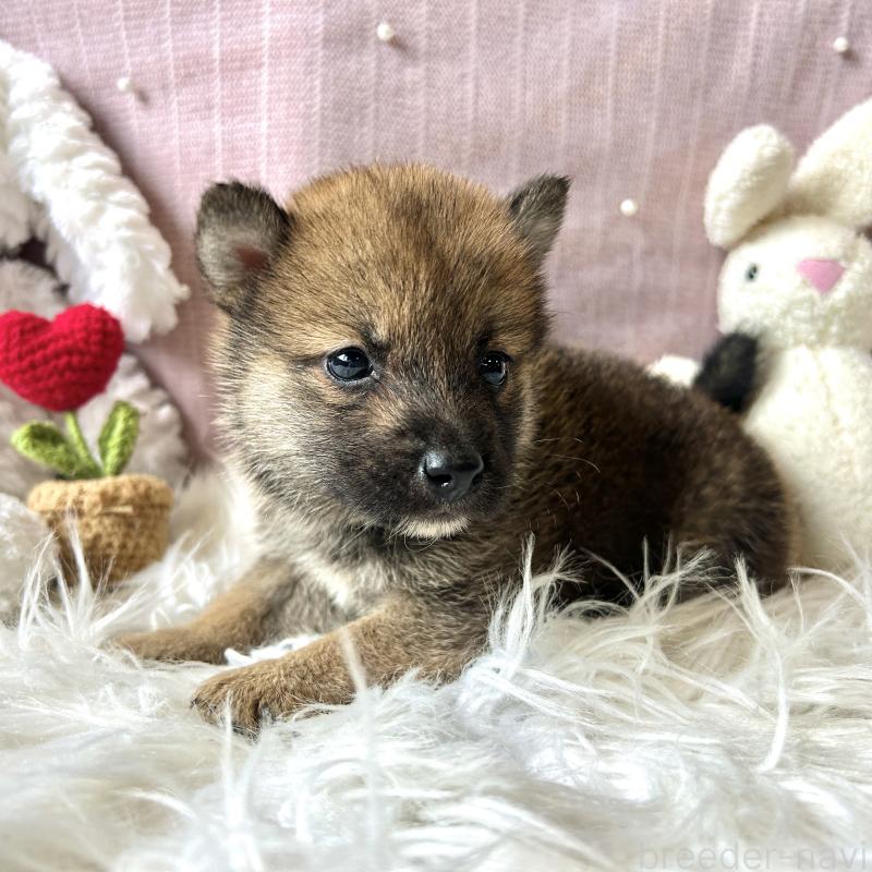 販売中の栃木県の柴犬-418257の6枚目