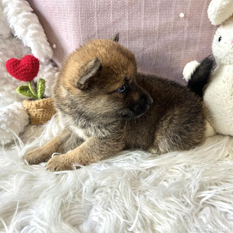 販売中の栃木県の柴犬-418257の5枚目