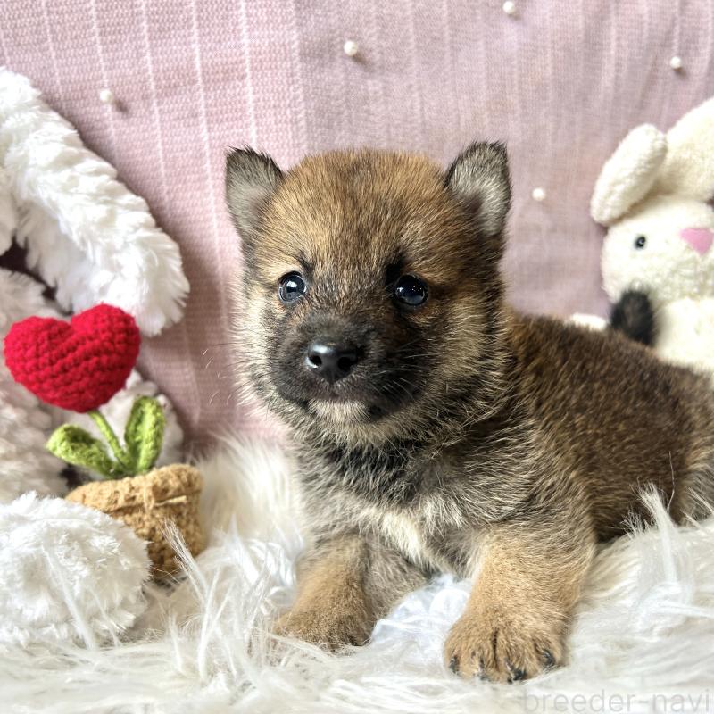 販売中の栃木県の柴犬-418257の4枚目