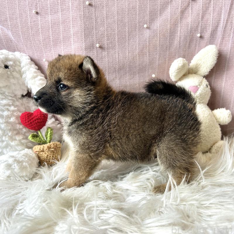 販売中の栃木県の柴犬-418257の3枚目
