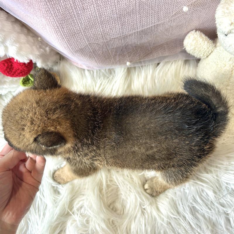 販売中の栃木県の柴犬-418257の2枚目