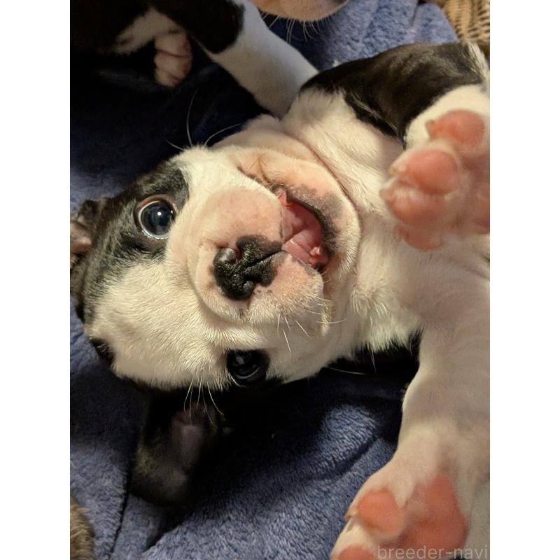 成約済の愛知県のボストンテリア-414776の14枚目