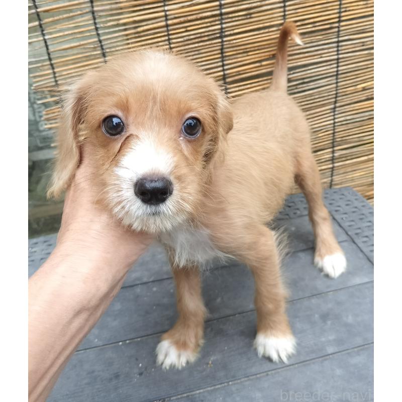 販売中の岐阜県のミックス犬-418261