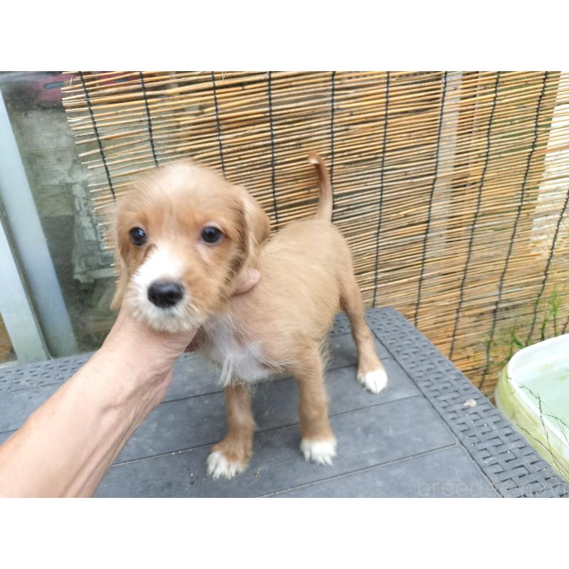 販売中の岐阜県のミックス犬-418261の2枚目