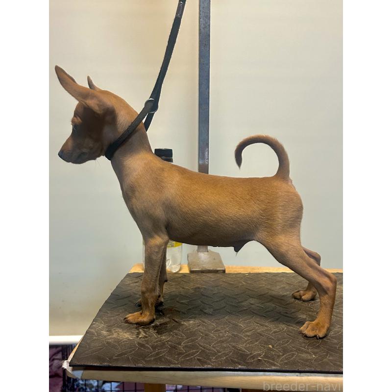 販売中の静岡県のミニチュアピンシャー(ミニピン)-413386の3枚目