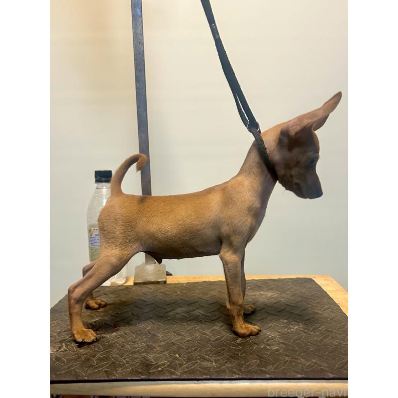 販売中の静岡県のミニチュアピンシャー(ミニピン)-413386の2枚目