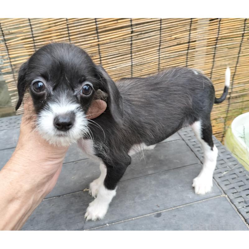 販売中の岐阜県のミックス犬-418263