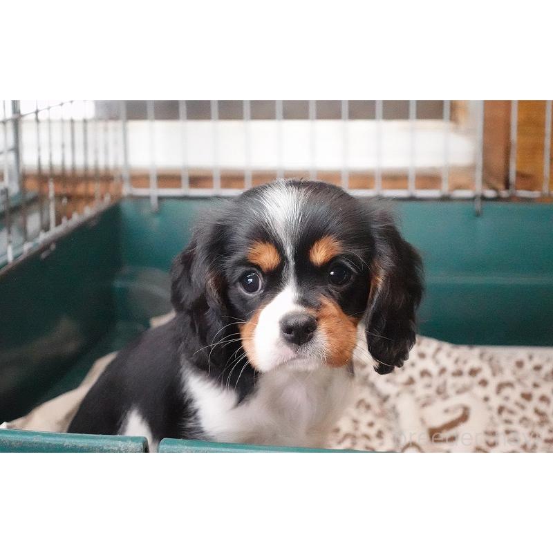 成約済の愛知県のキャバリアキングチャールズスパニエル-416002の16枚目