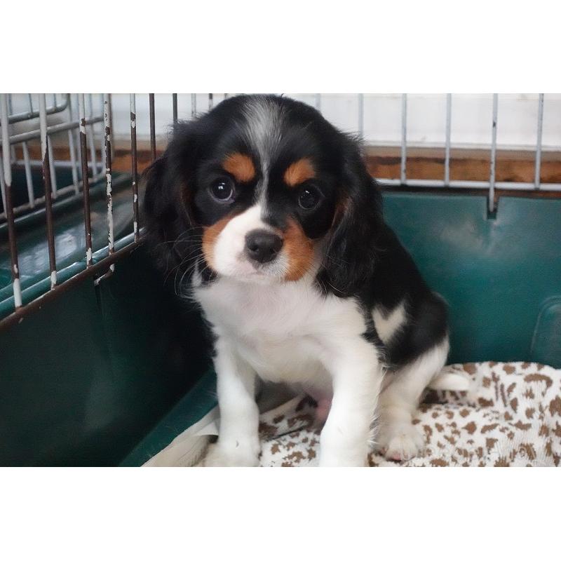 成約済の愛知県のキャバリアキングチャールズスパニエル-416002の15枚目