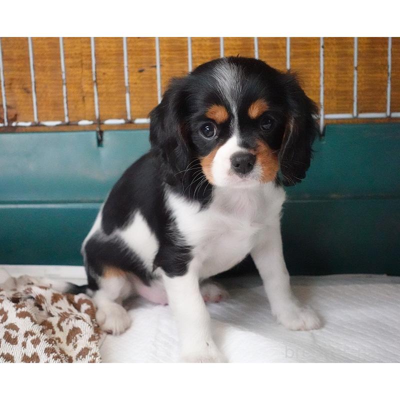 成約済の愛知県のキャバリアキングチャールズスパニエル-416002の14枚目