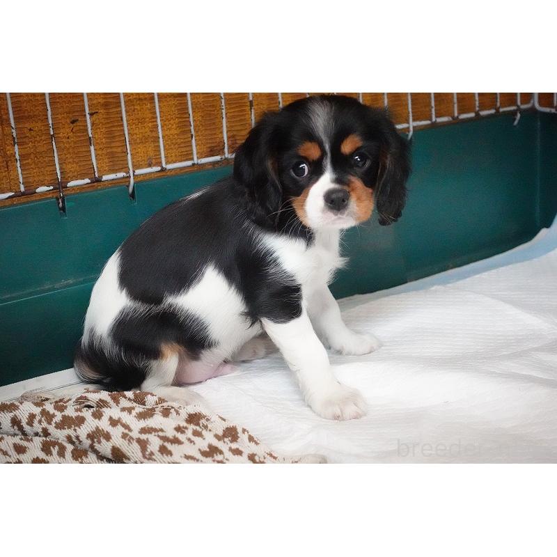 成約済の愛知県のキャバリアキングチャールズスパニエル-416002の13枚目