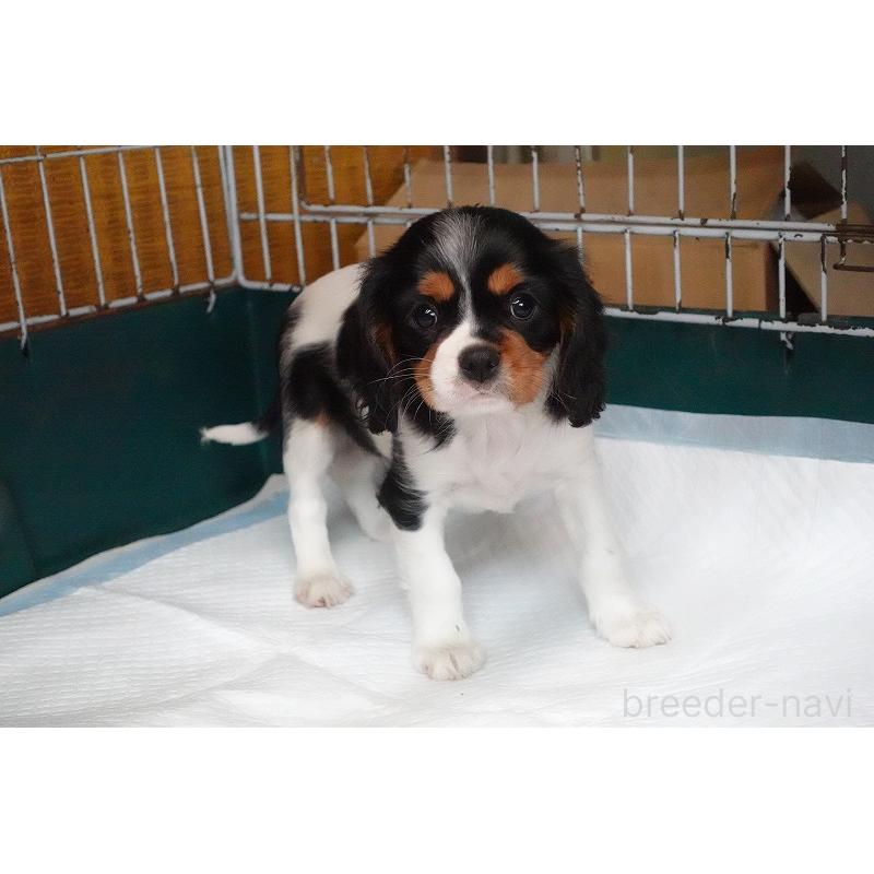 成約済の愛知県のキャバリアキングチャールズスパニエル-416002の11枚目