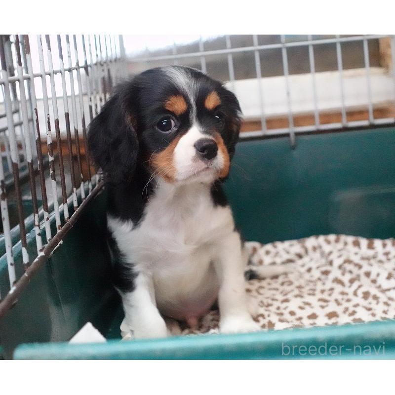 成約済の愛知県のキャバリアキングチャールズスパニエル-416002の12枚目