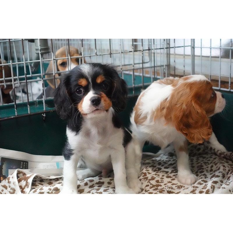 成約済の愛知県のキャバリアキングチャールズスパニエル-416002の10枚目