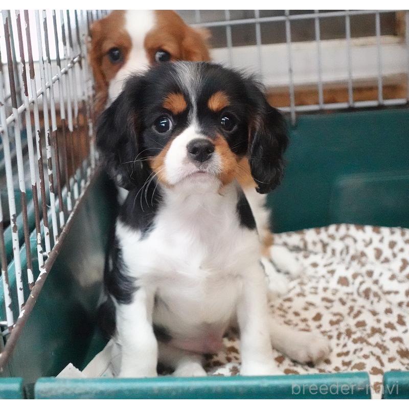 成約済の愛知県のキャバリアキングチャールズスパニエル-416002の9枚目