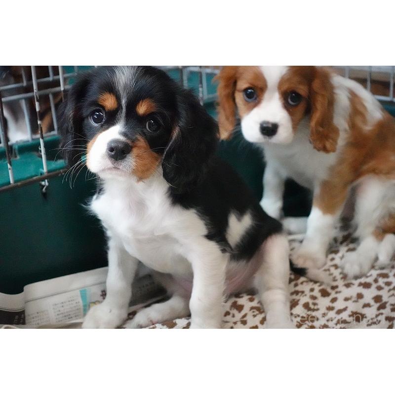 成約済の愛知県のキャバリアキングチャールズスパニエル-416002の8枚目