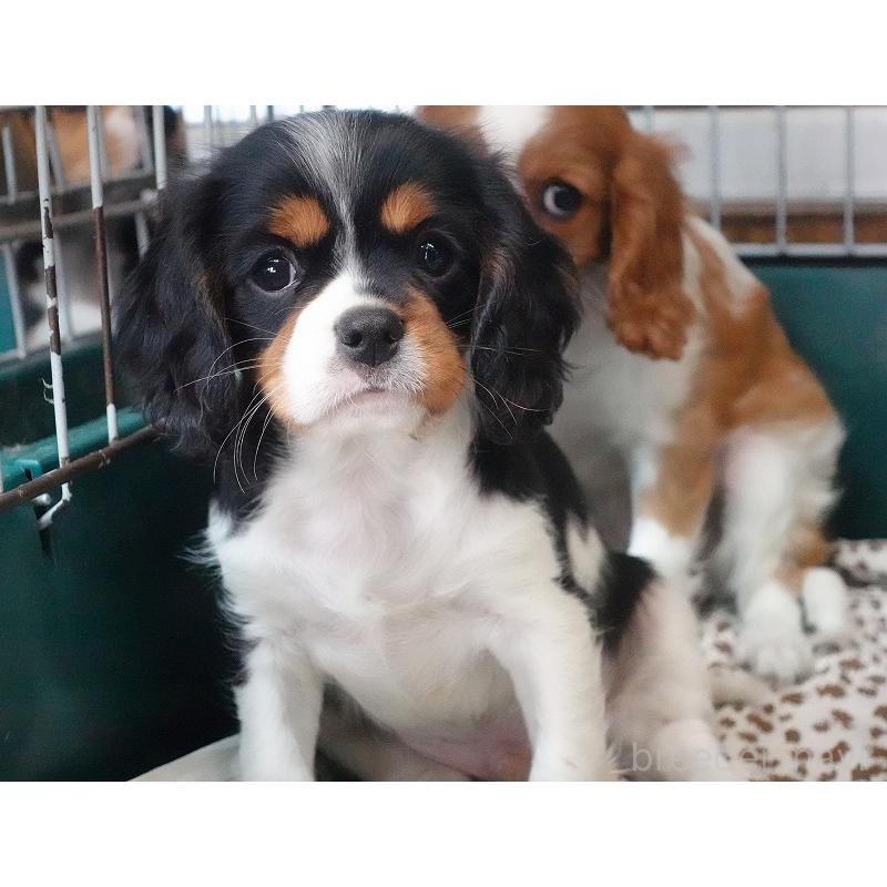 成約済の愛知県のキャバリアキングチャールズスパニエル-416002の7枚目