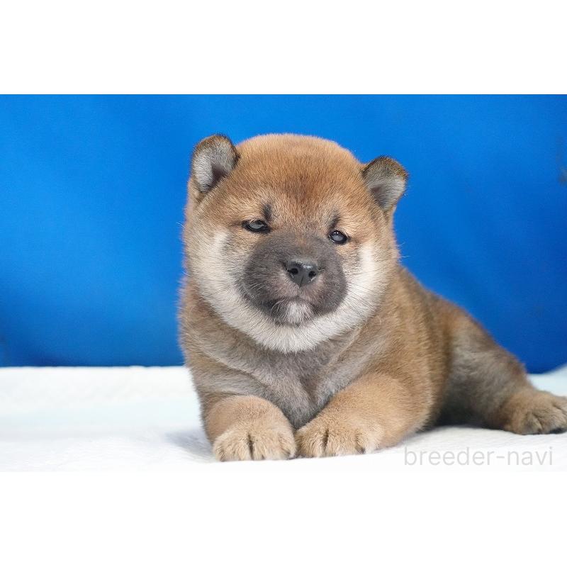 成約済の愛知県の柴犬-416006の7枚目