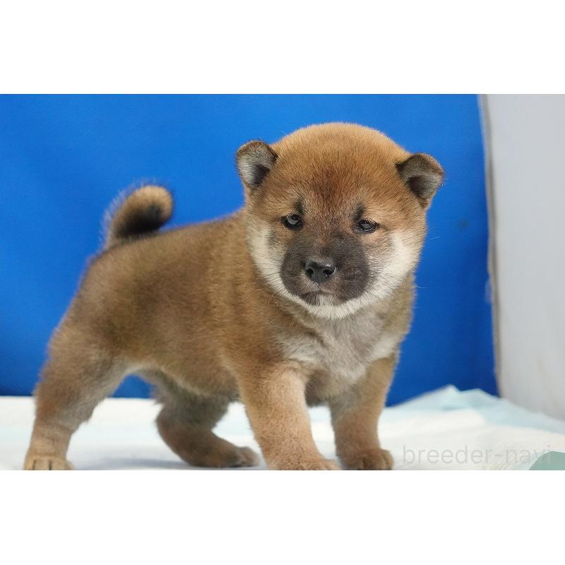 成約済の愛知県の柴犬-416006の6枚目