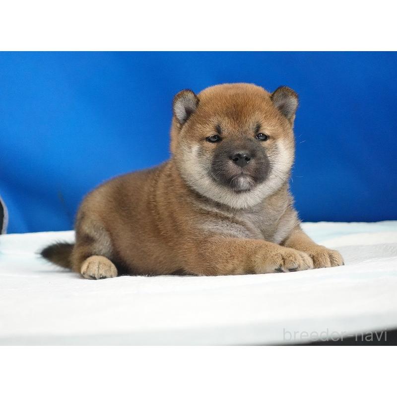 成約済の愛知県の柴犬-416006の5枚目