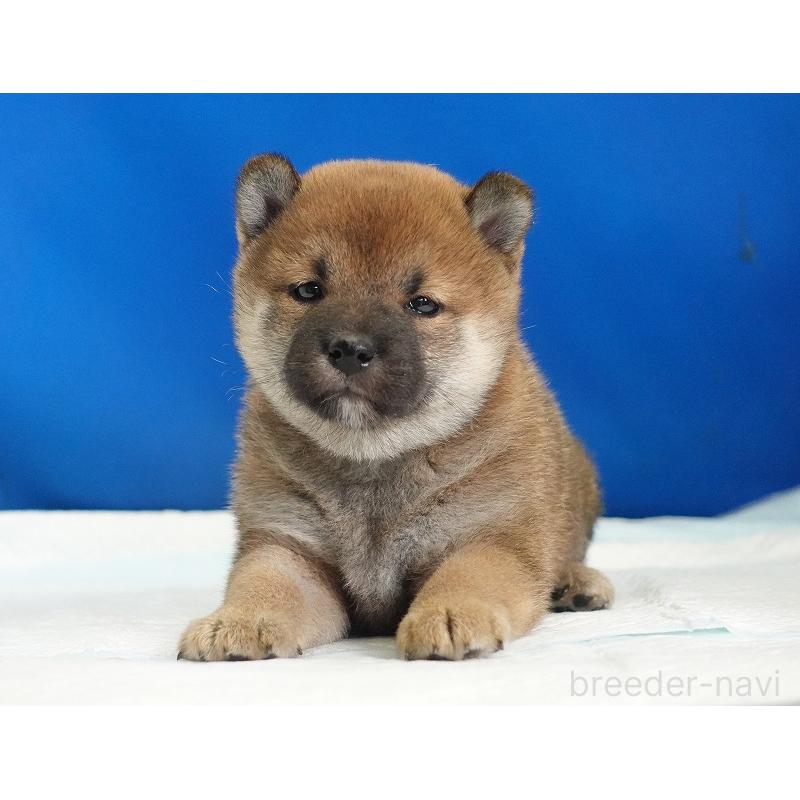 成約済の愛知県の柴犬-416006の4枚目