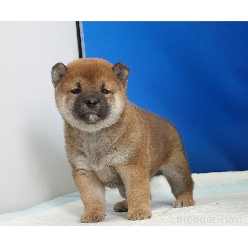 成約済の愛知県の柴犬-416006の3枚目