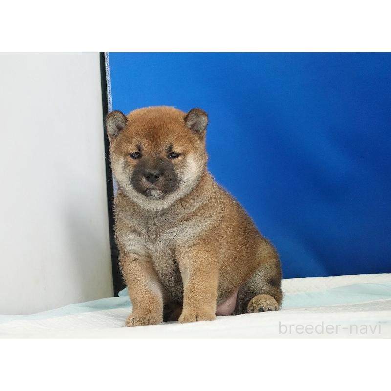 成約済の愛知県の柴犬-416006の2枚目