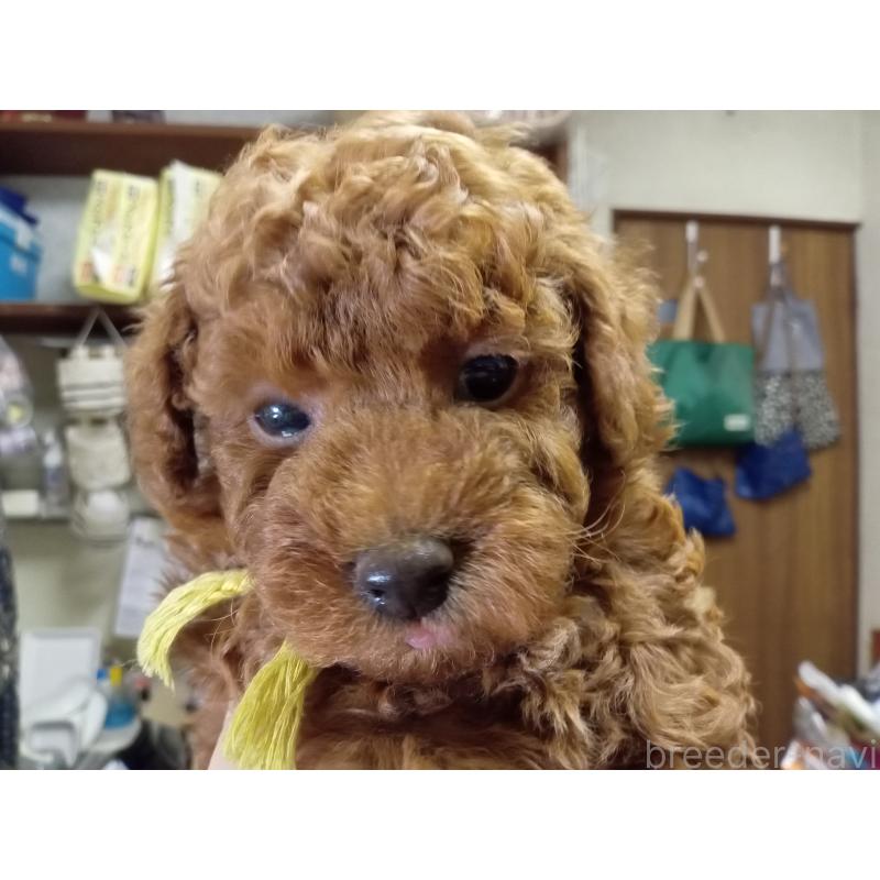 成約済の熊本県のトイプードル-417079の8枚目