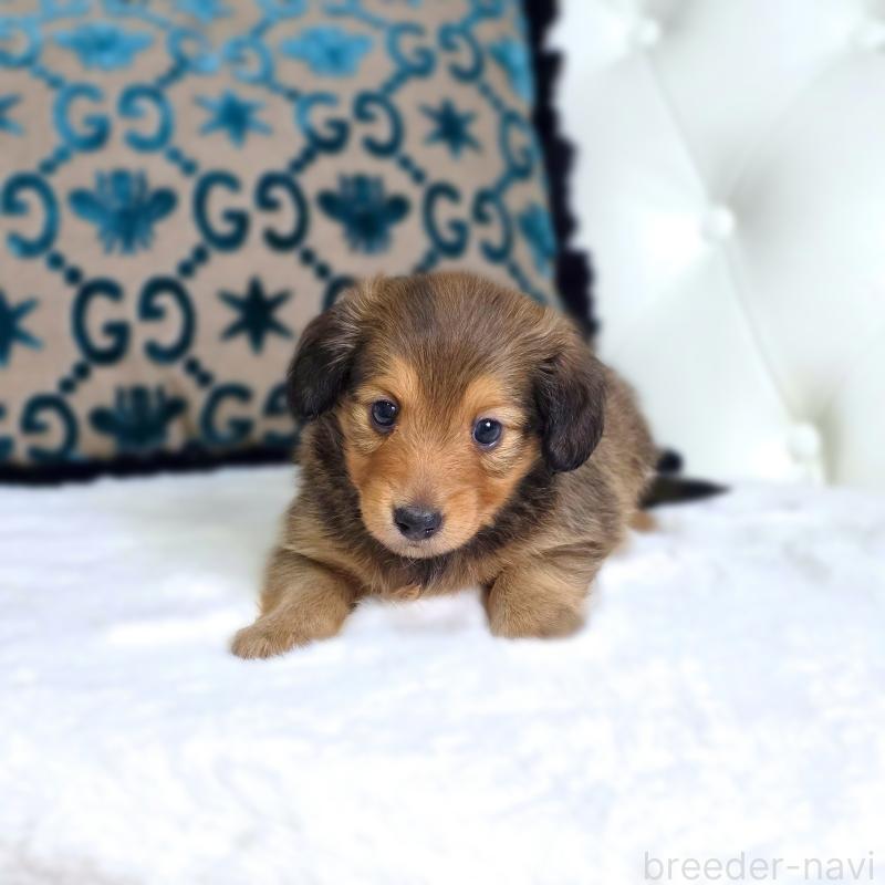 販売中の東京都のミックス犬-418519