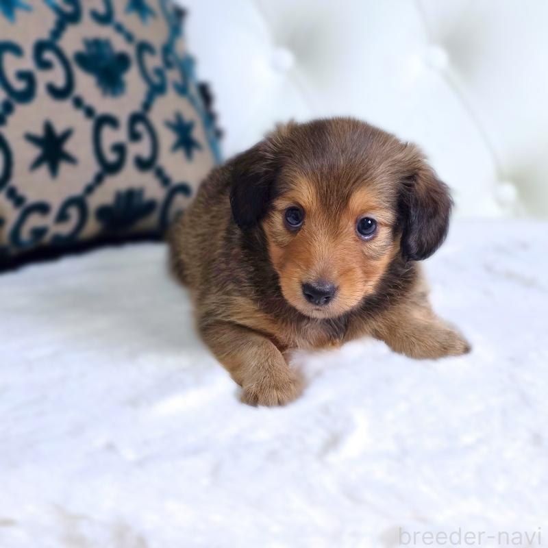 販売中の東京都のミックス犬-418519の3枚目