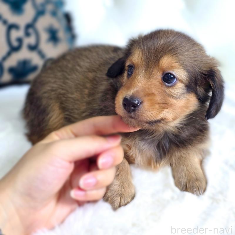 販売中の東京都のミックス犬-418519の2枚目