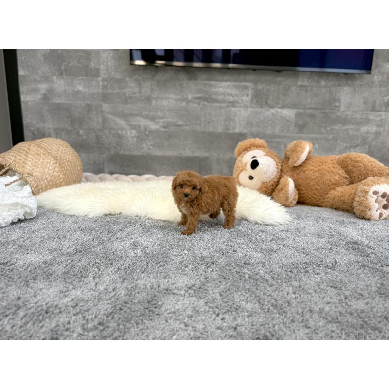 販売中の滋賀県のティーカッププードル-418555の3枚目