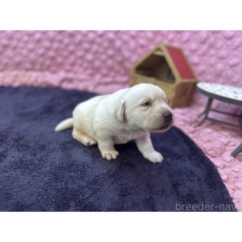販売中の茨城県のラブラドールレトリーバー-418562の12枚目