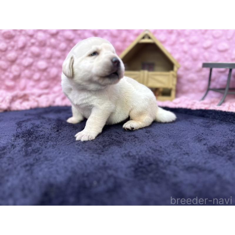 販売中の茨城県のラブラドールレトリーバー-418562の11枚目