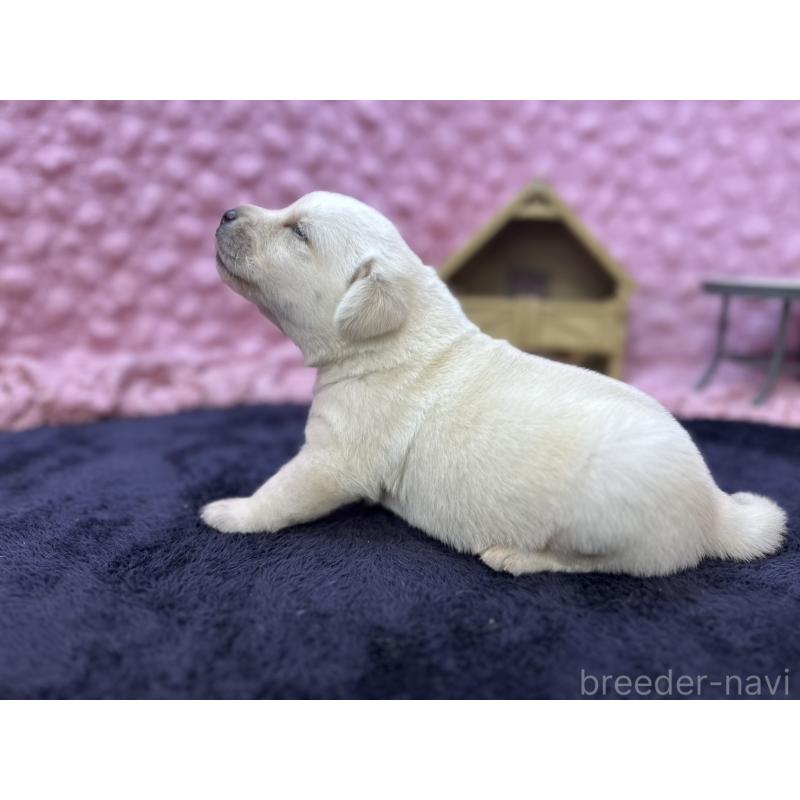 販売中の茨城県のラブラドールレトリーバー-418562の5枚目