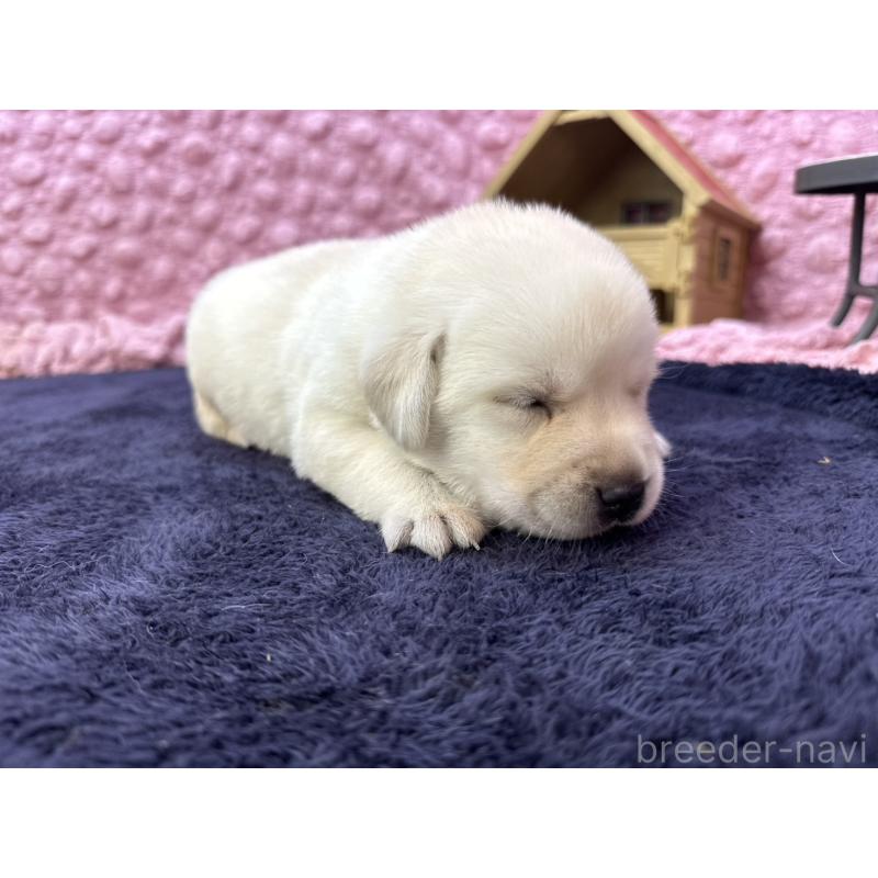 販売中の茨城県のラブラドールレトリーバー-418562の3枚目