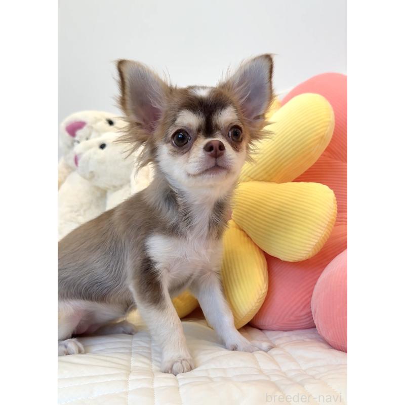 成約済の埼玉県のチワワ(ロングコート)-404986の4枚目