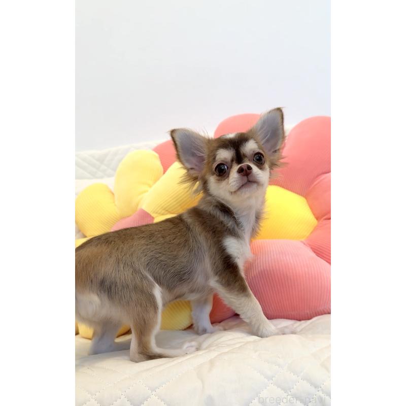 成約済の埼玉県のチワワ(ロングコート)-404986の3枚目