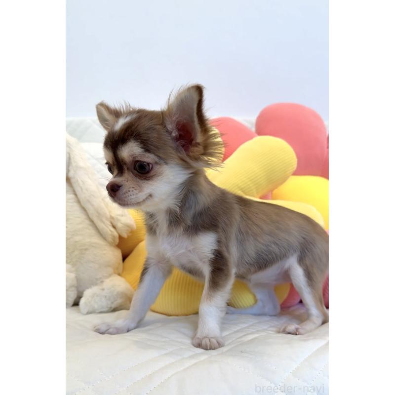 成約済の埼玉県のチワワ(ロングコート)-404986の2枚目