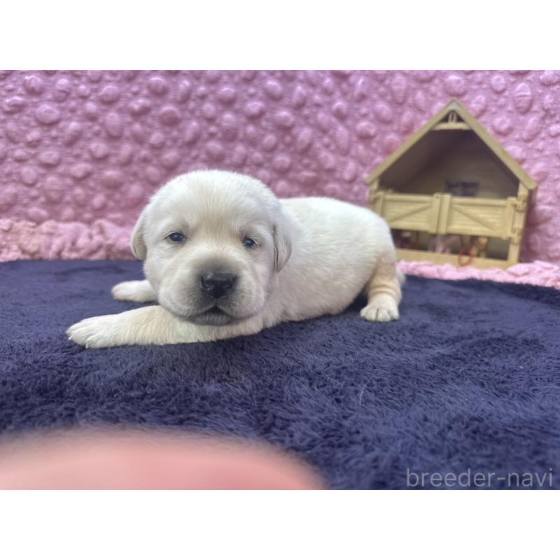 販売中の茨城県のラブラドールレトリーバー-418566の1枚目
